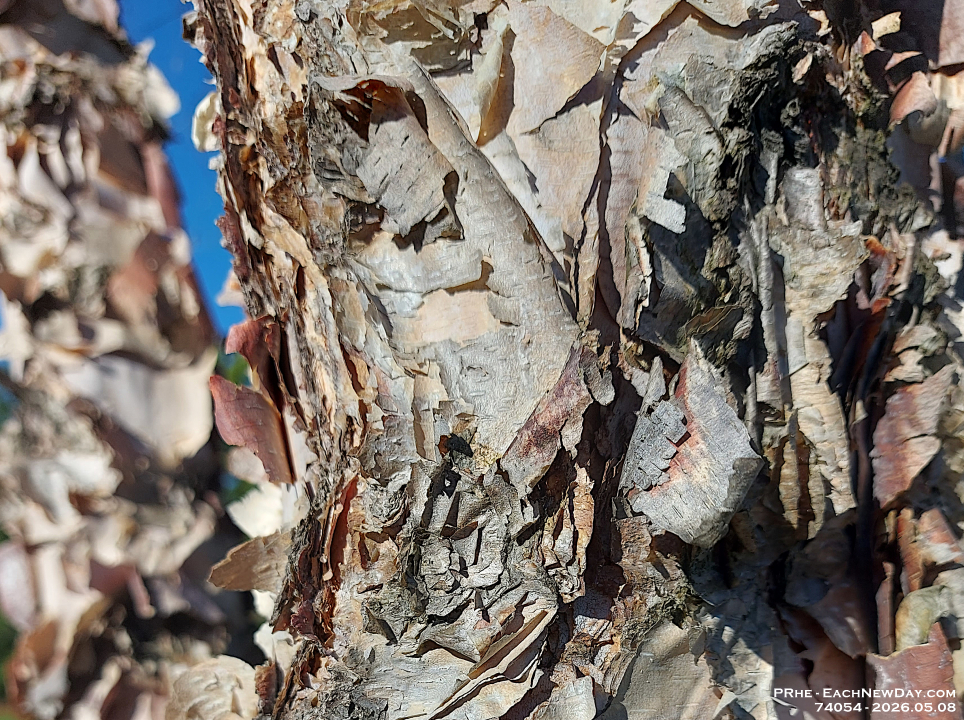 74054CrUsm - Bark, in the park